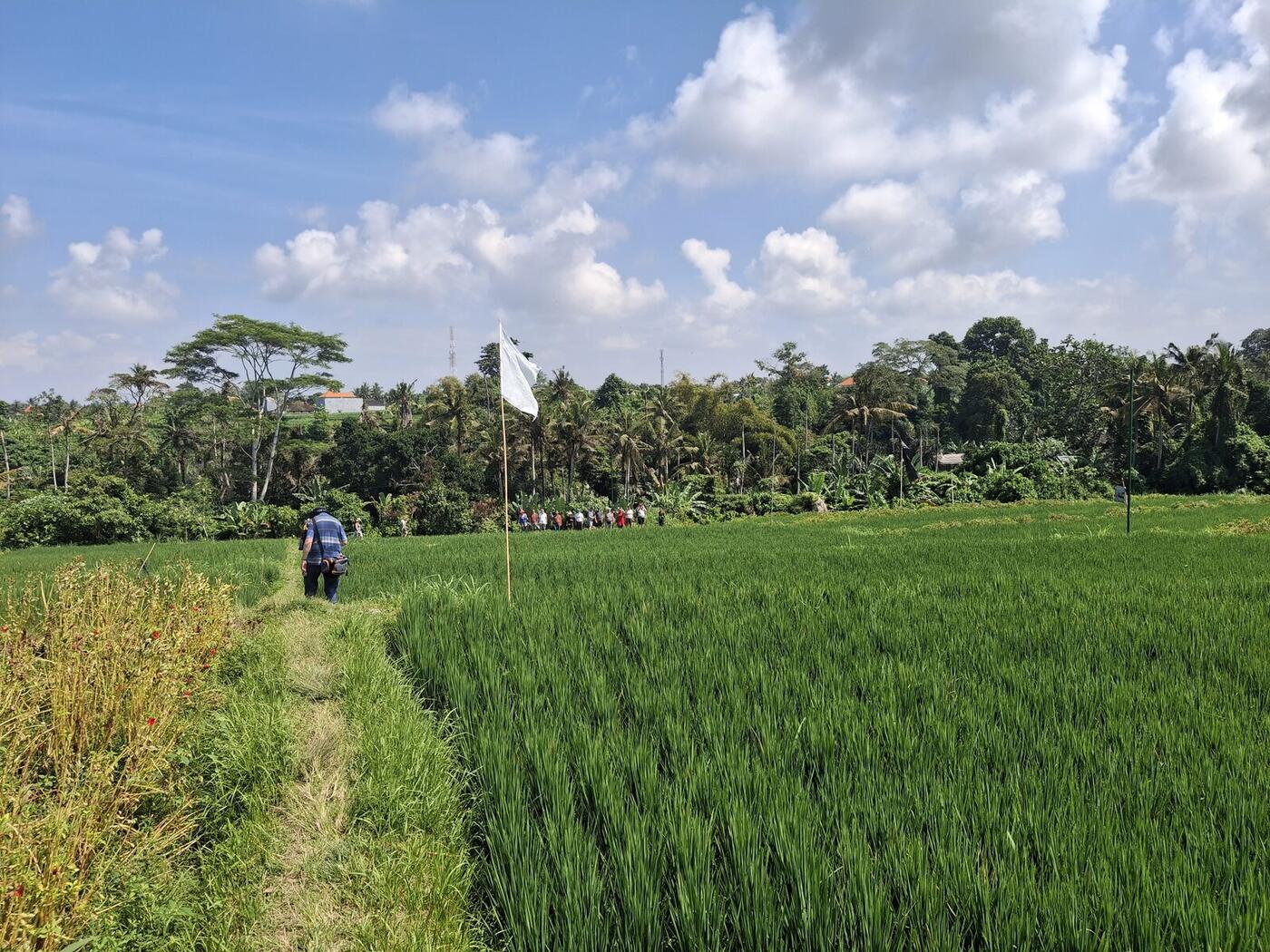 Rice terrace trail near Medahan village, Gianyar